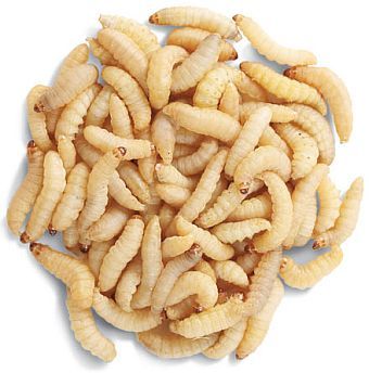 Wax Worms - Dick Smith's Live Bait & Tackle
