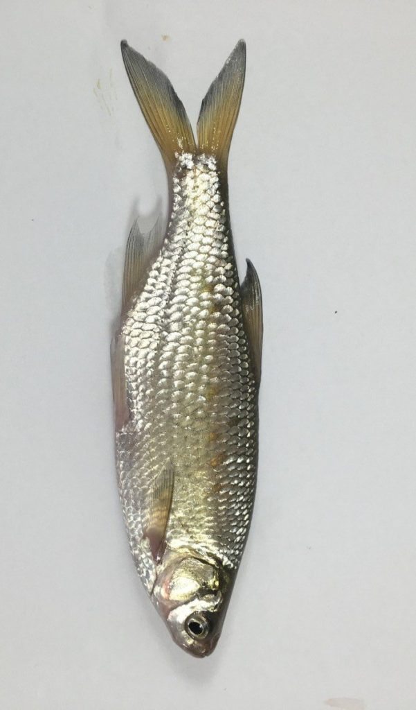 Golden Shiners - Dick Smith's Live Bait & Tackle
