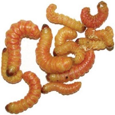 Butterworms - Dick Smith's Live Bait & Tackle