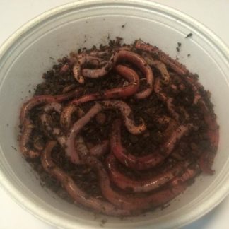 Bulk Giant Redworms