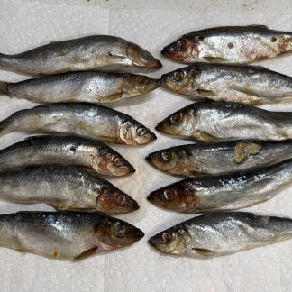 Jumbo Frozen Herring - Unbrined 12 Pack